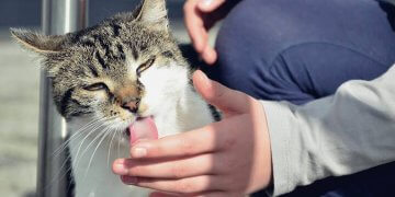 5 Top Reasons Why Cats Lick, Lick, And Lick!