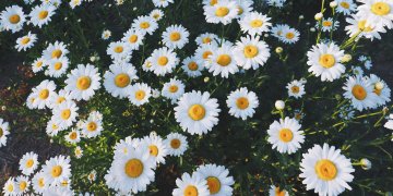 The Beauty of 5120x1440p 329 Daisies Backgrounds