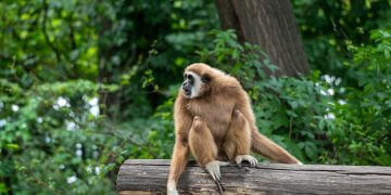 5120x1440p 329 Gibbon Wallpaper: A Complete Guide